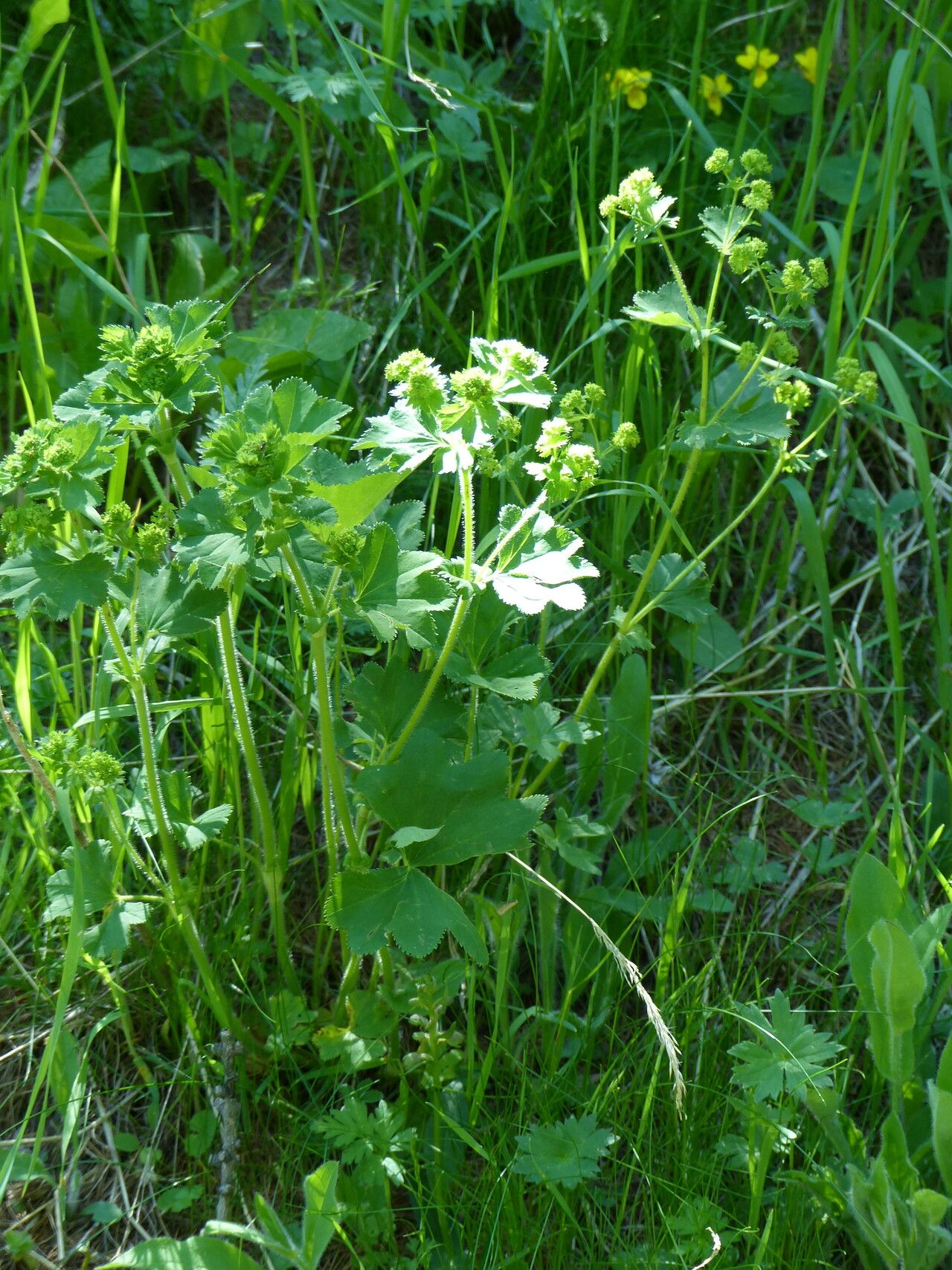 Alchemilla subcrenata habit