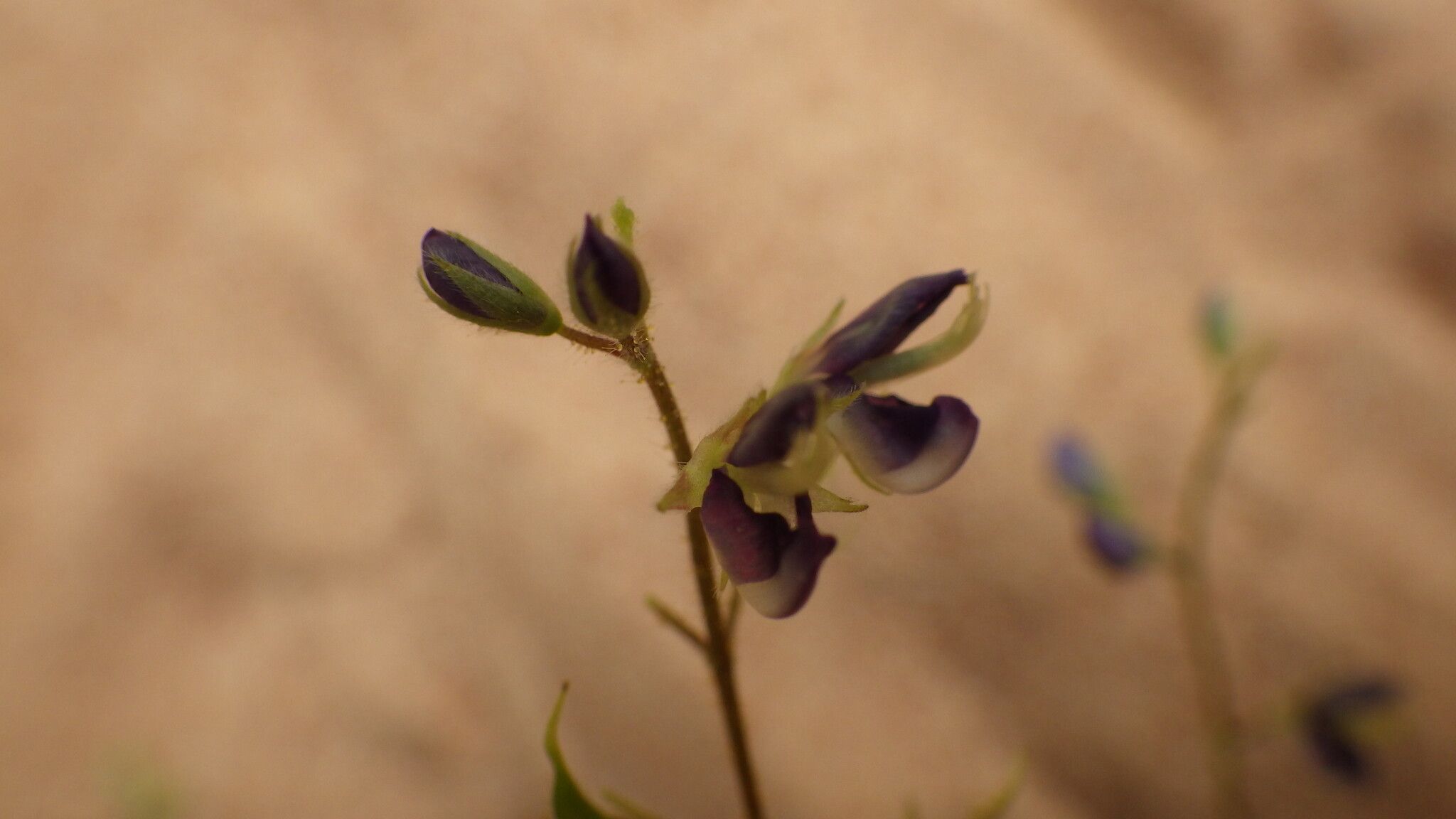 Pycnospora lutescens — houseplant care guide