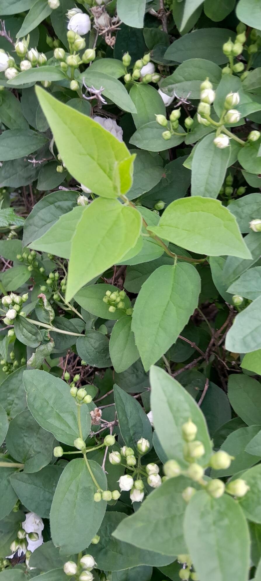 Philadelphus × virginalis leaf