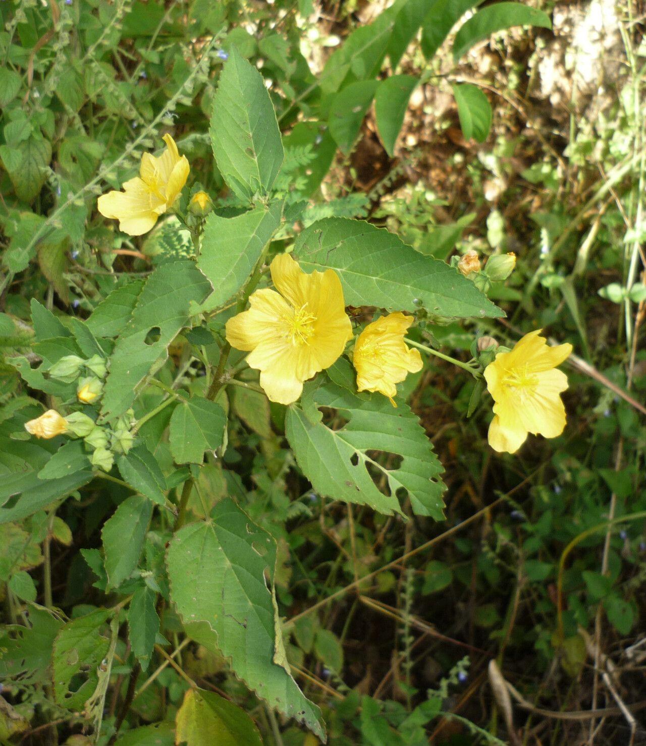 Sida subcordata — search result for 'Sida'