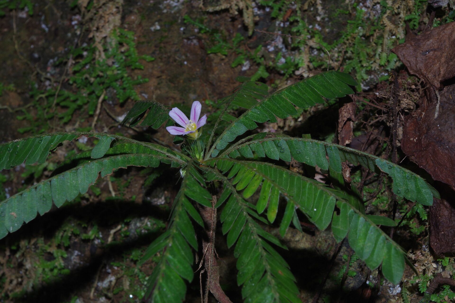 Biophytum talbotii flower
