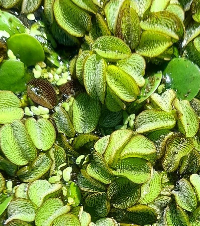 Salvinia biloba — related species from the same genus