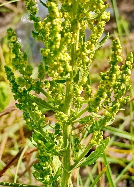 Dysphania retusa — search result for 'Dysphania'