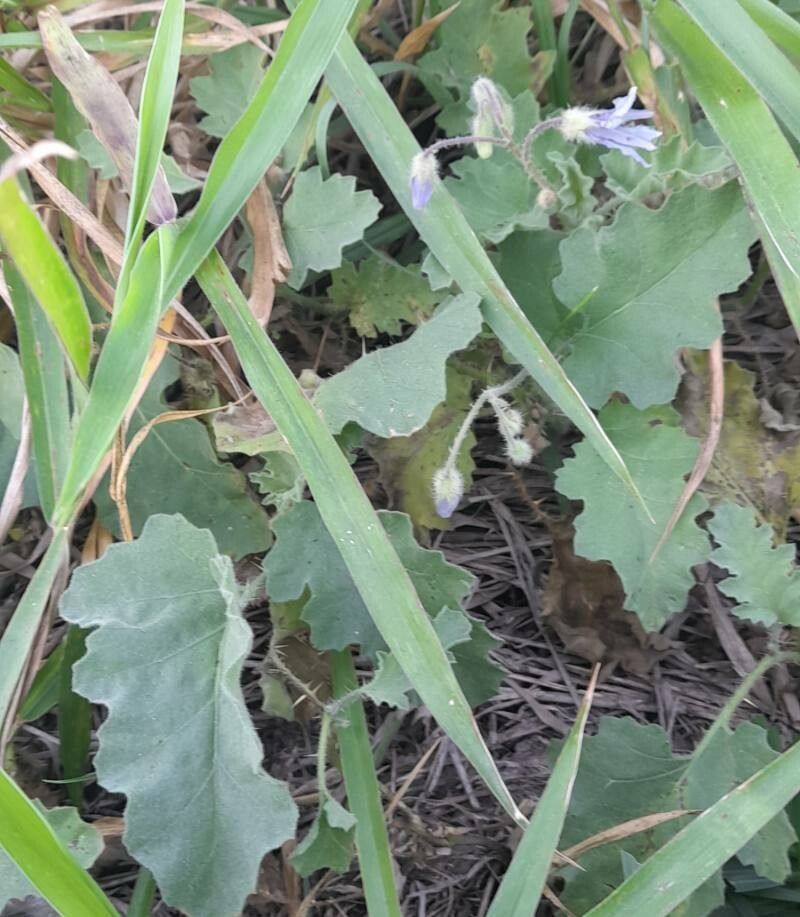 Solanum comptum habit
