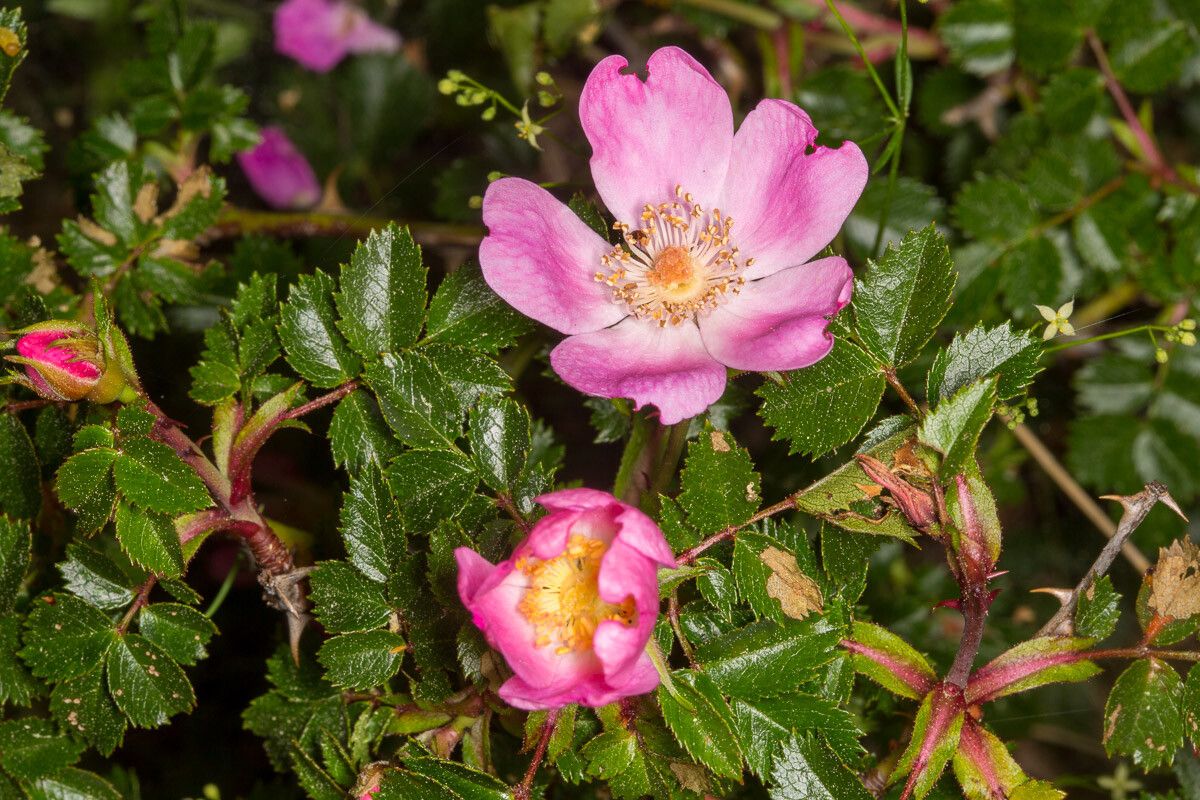 Rosa seraphinii flower