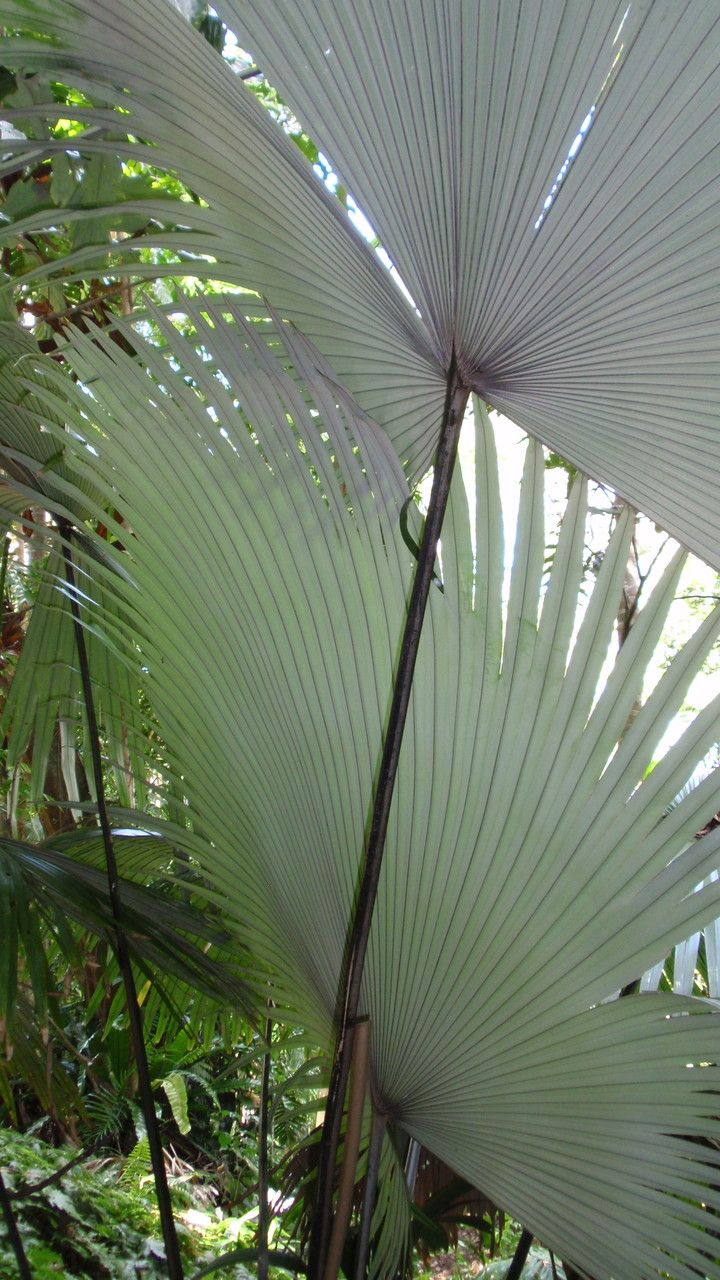 Kerriodoxa elegans — search result for 'Arecaceae'