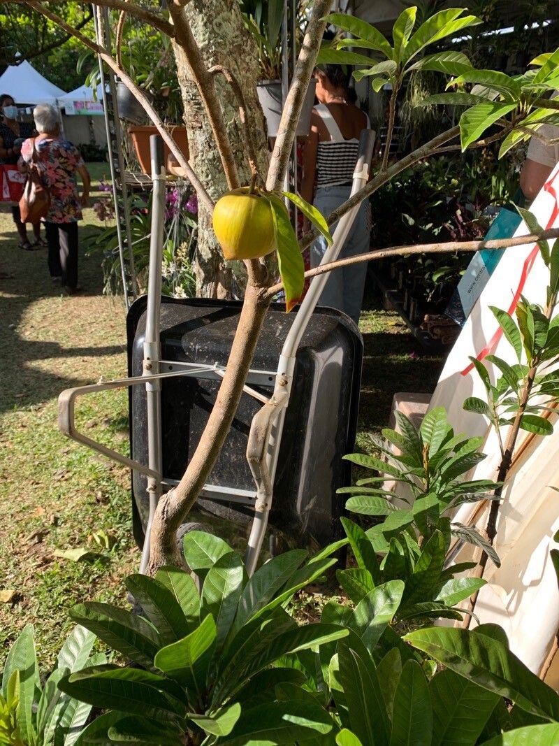 Pouteria campechiana fruit