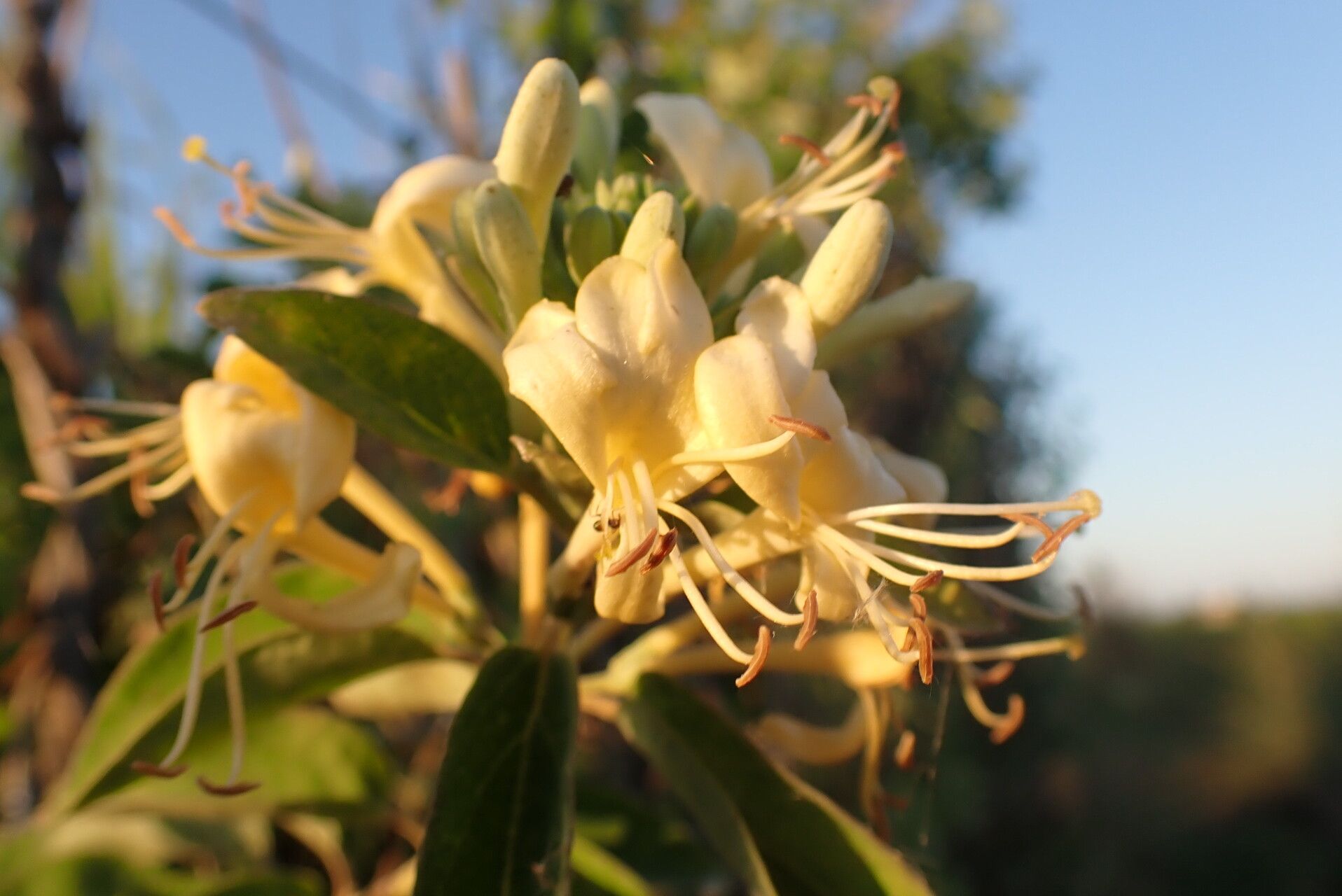 Lonicera biflora flower