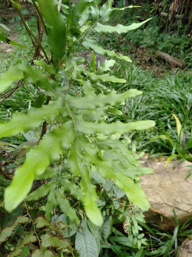 Lygodium microphyllum leaf