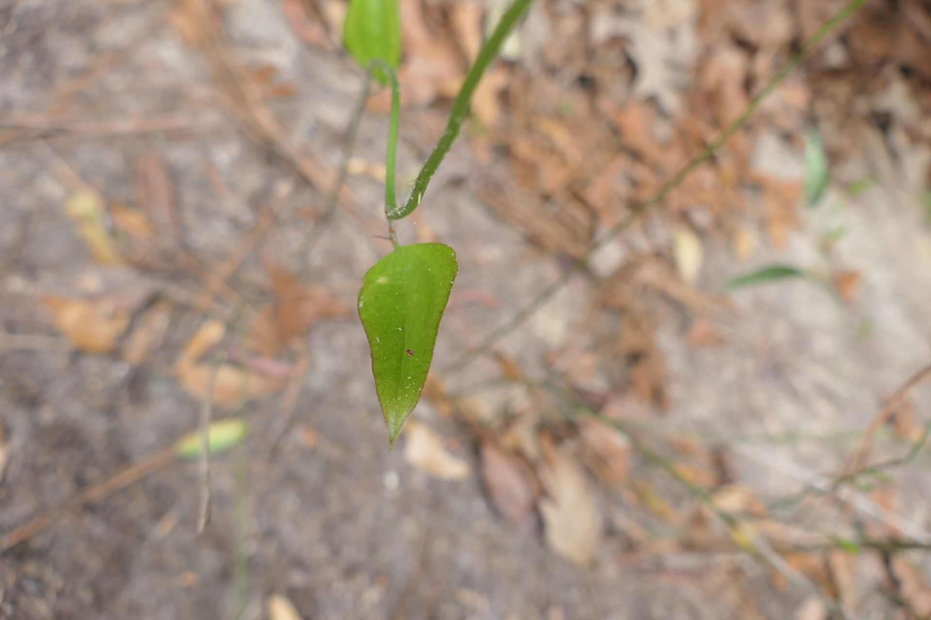 Smilax auriculata