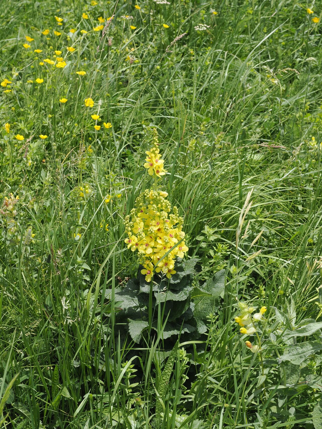 Verbascum pyramidatum flower