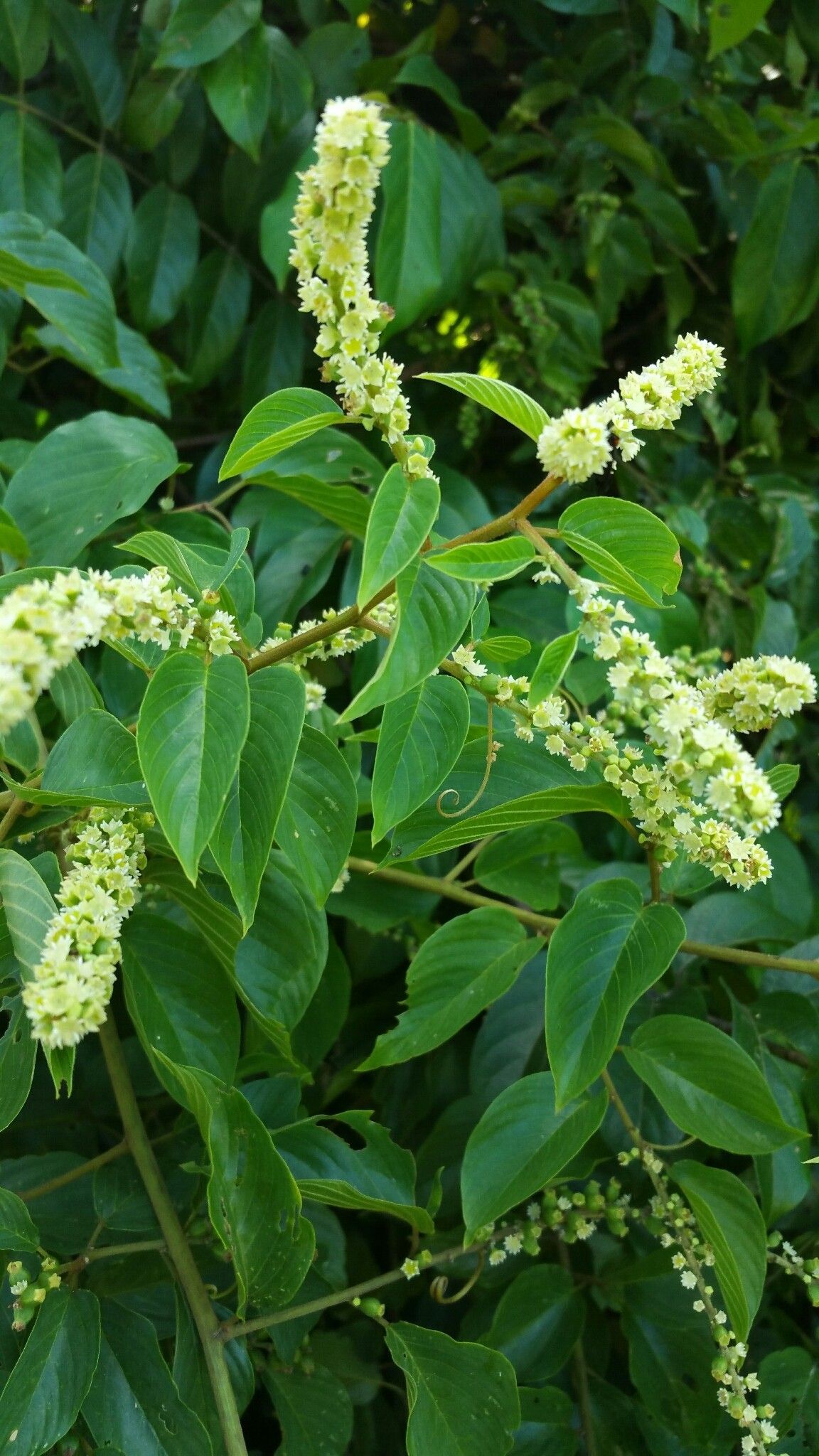 Gouania lineata flower