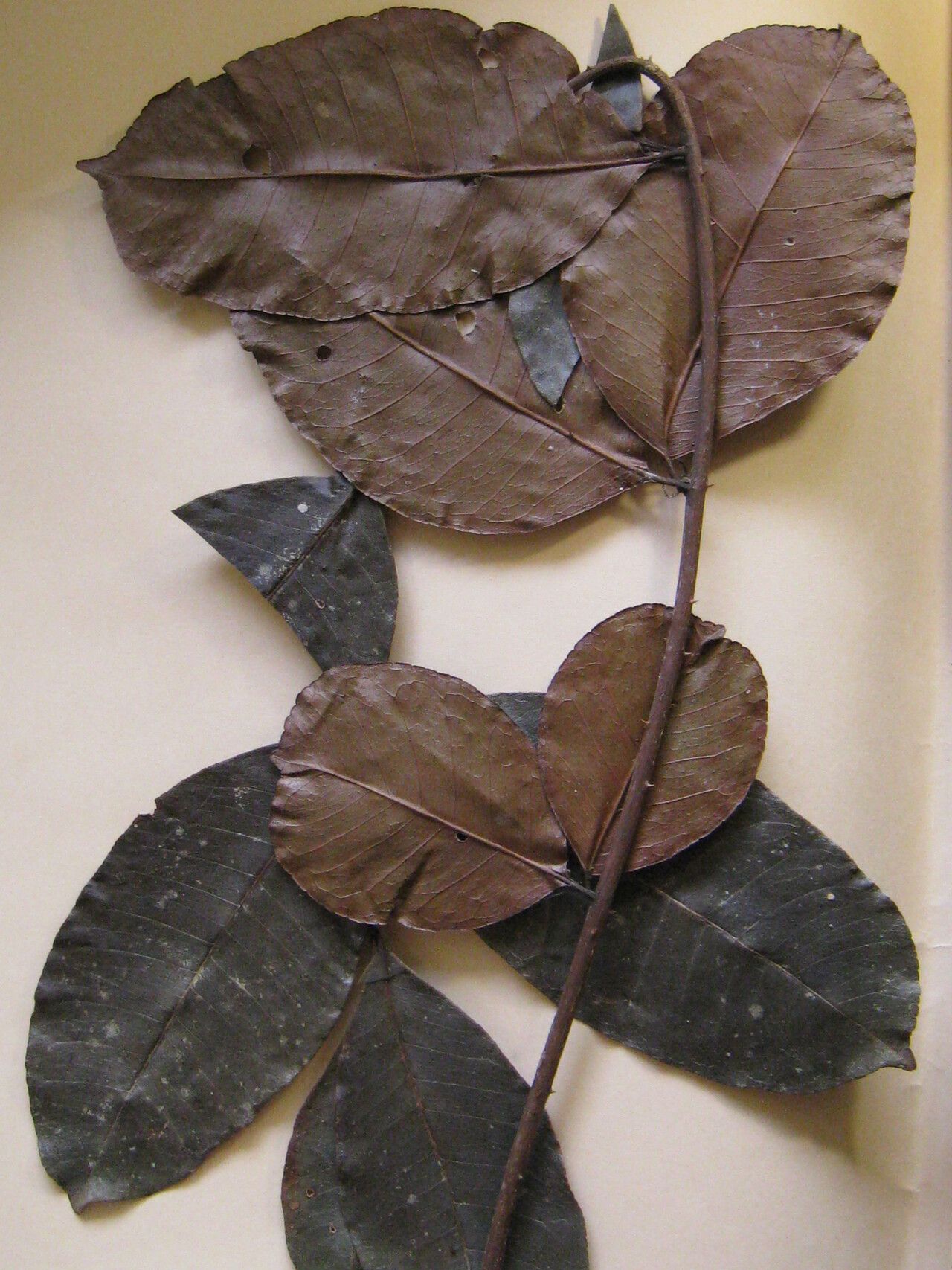 Zanthoxylum pentandrum other