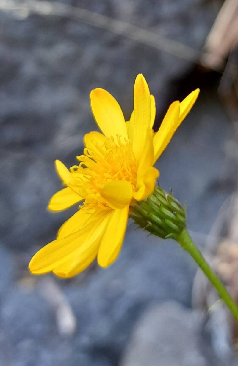Grindelia patagonica flower