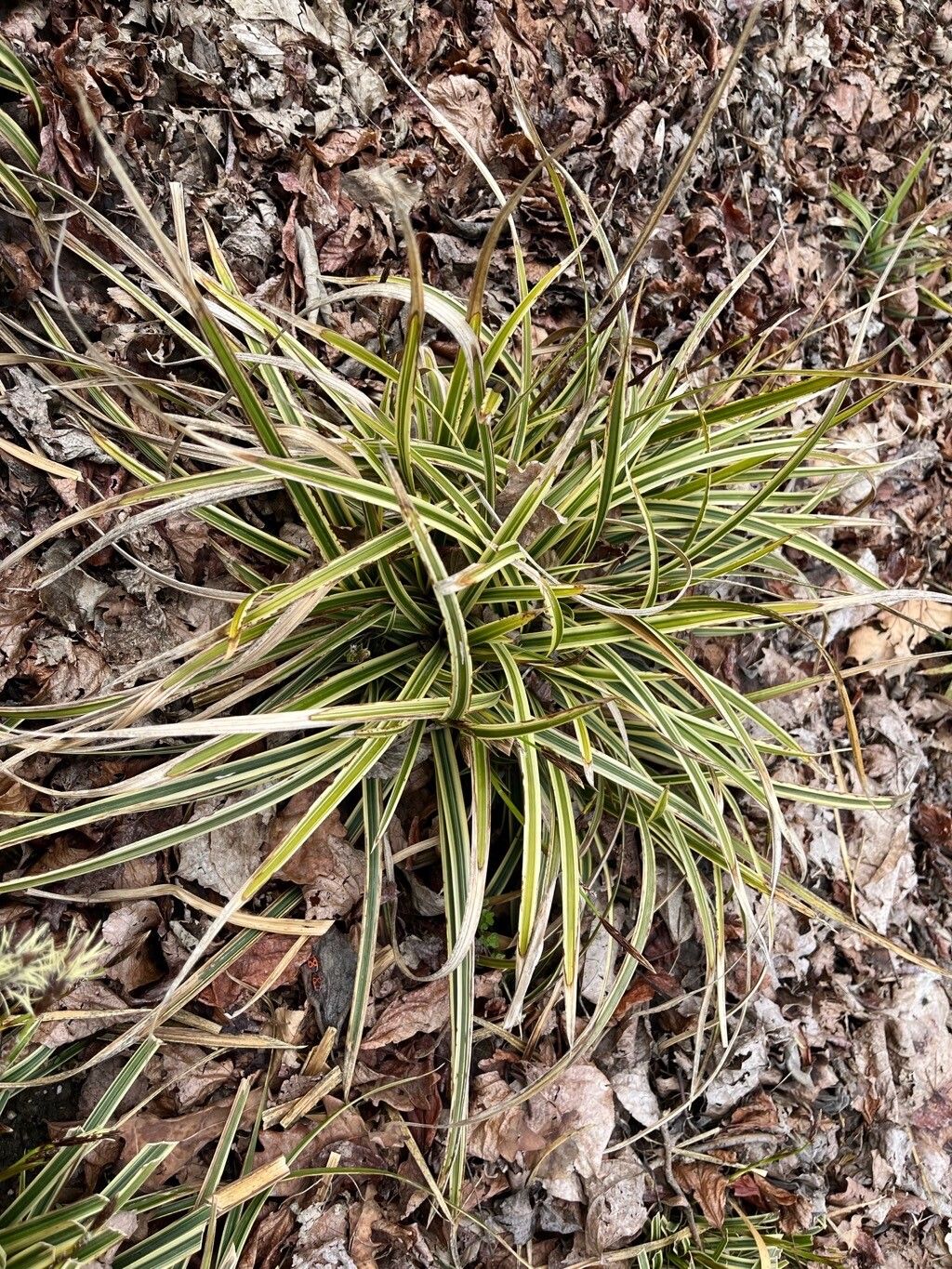 Carex foliosissima — houseplant care guide