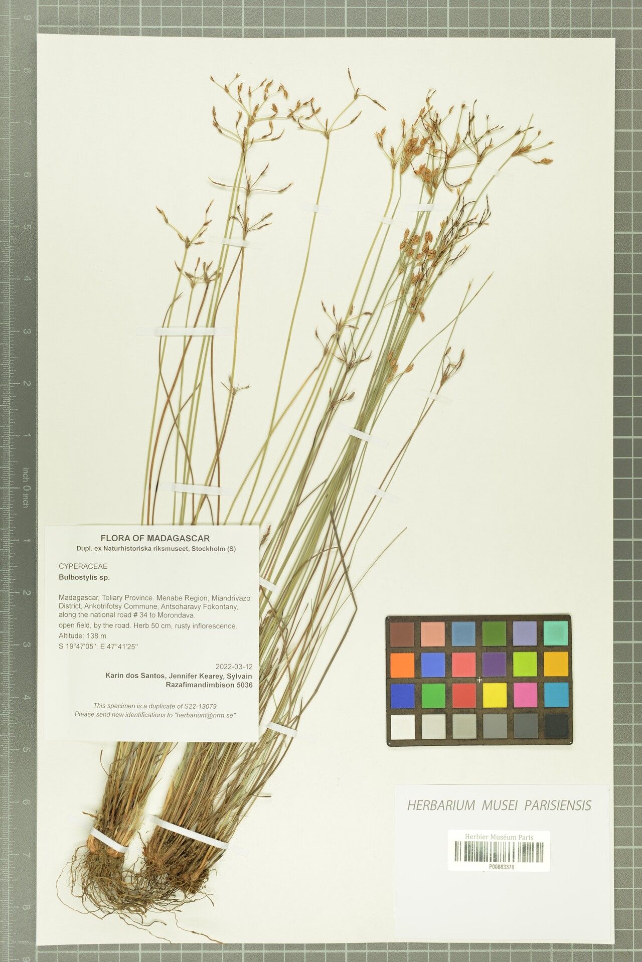 Bulbostylis psammophila — houseplant care guide