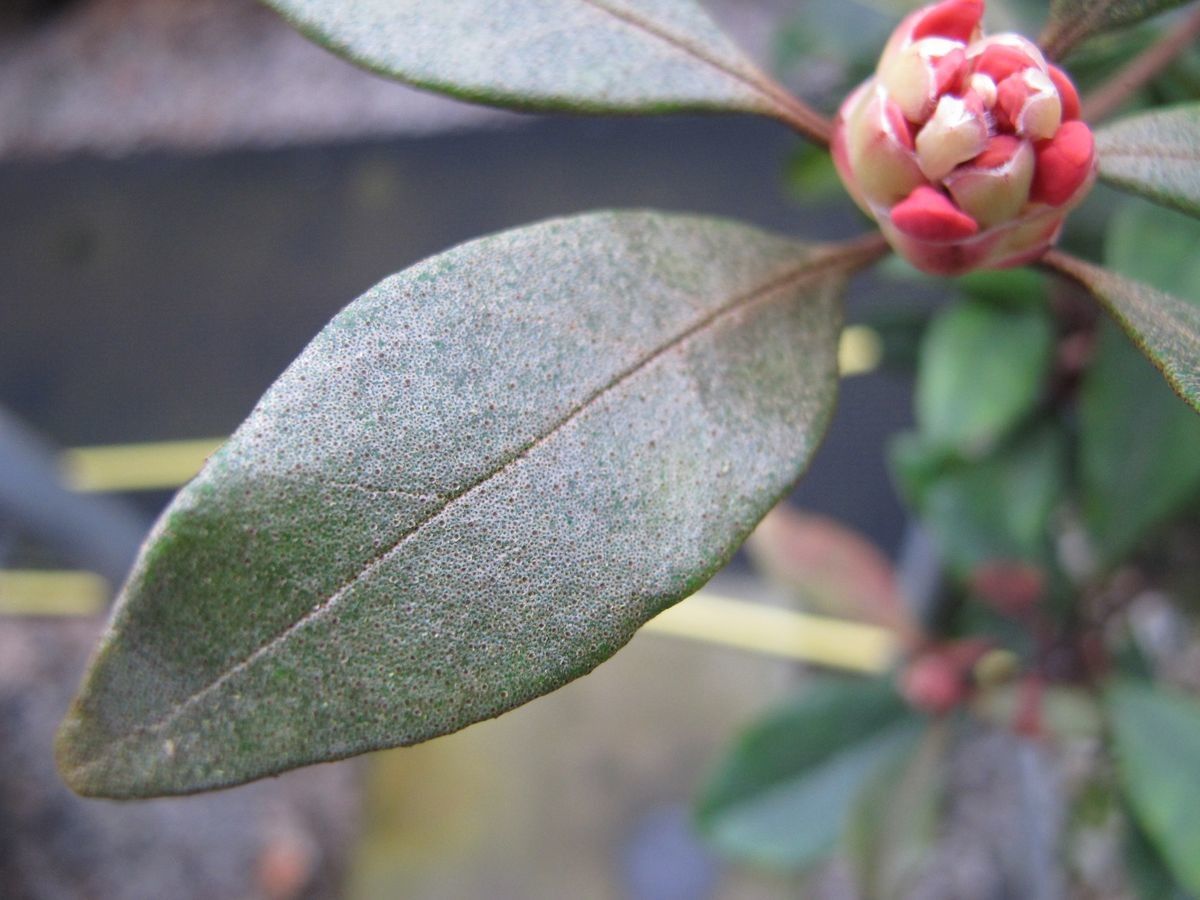 Rhododendron apoanum — houseplant care guide