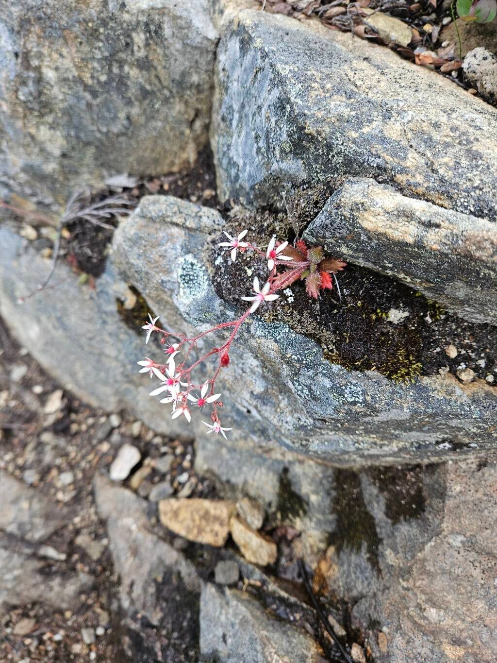 Micranthes lyallii flower