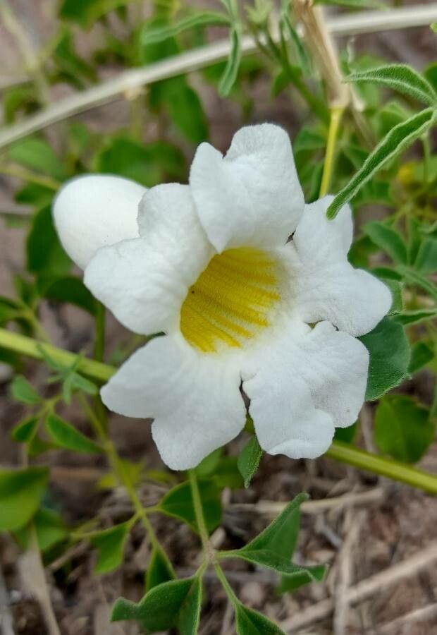 Amphilophium cynanchoides flower