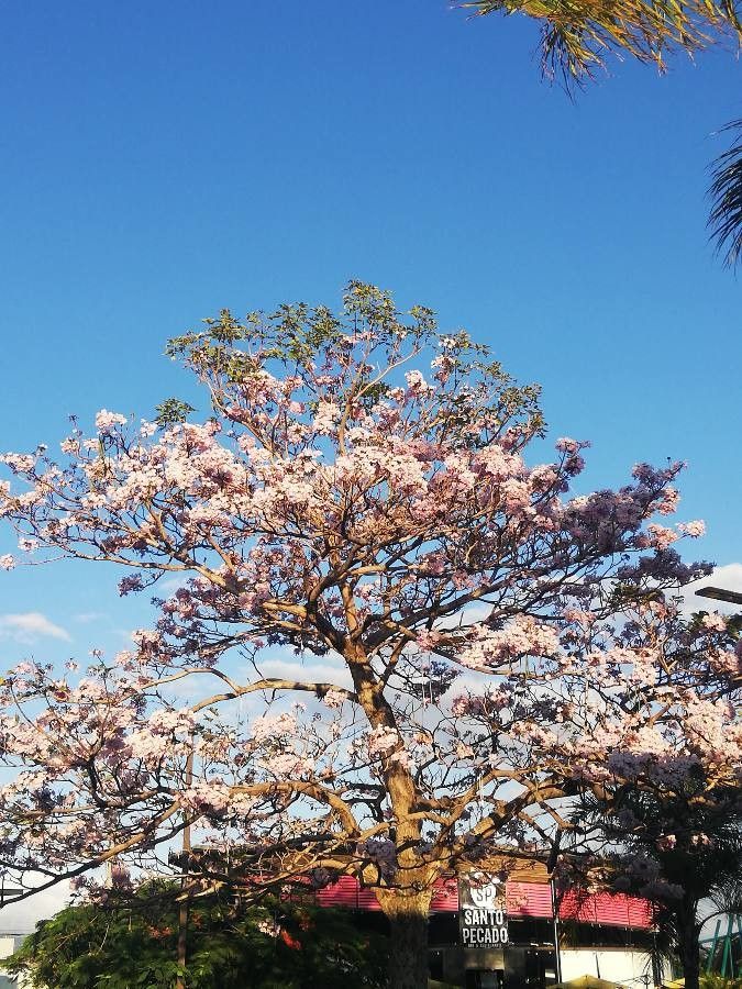 Tabebuia rosea flower