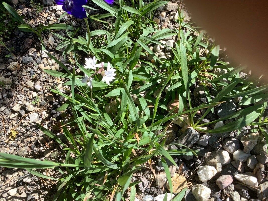 Lithophragma affine — related species from the same genus