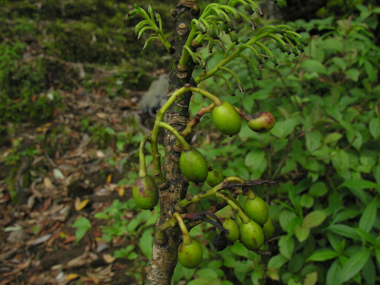 Daphniphyllum himalense habit