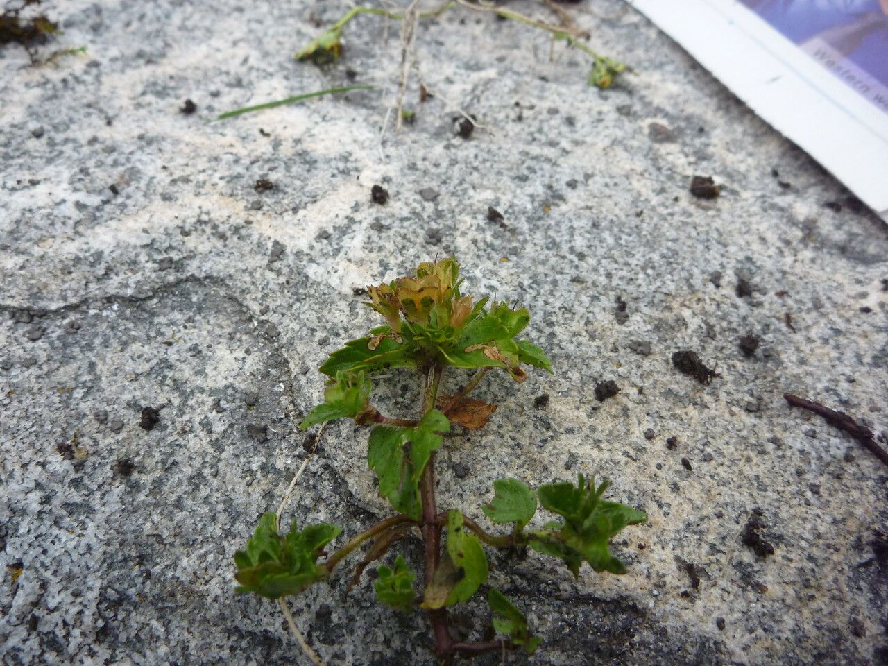 Veronica umbelliformis other