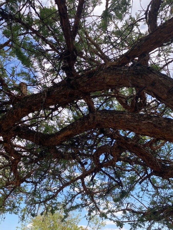 Vachellia gerrardii bark