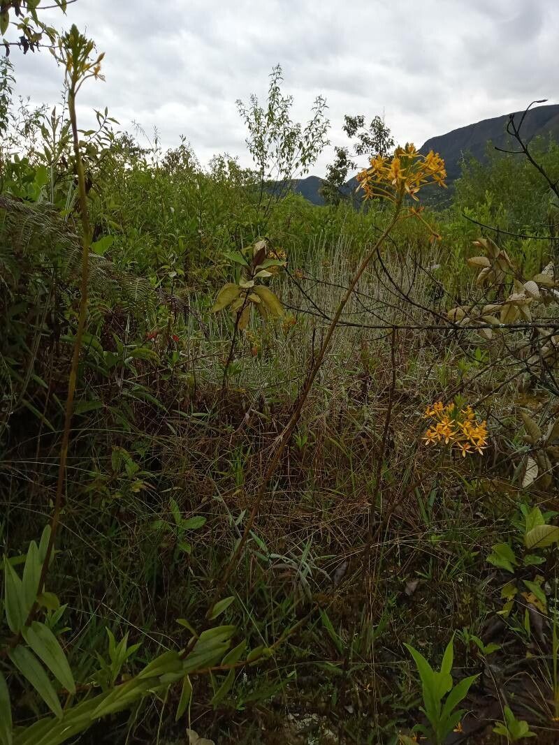 Epidendrum melinanthum habit