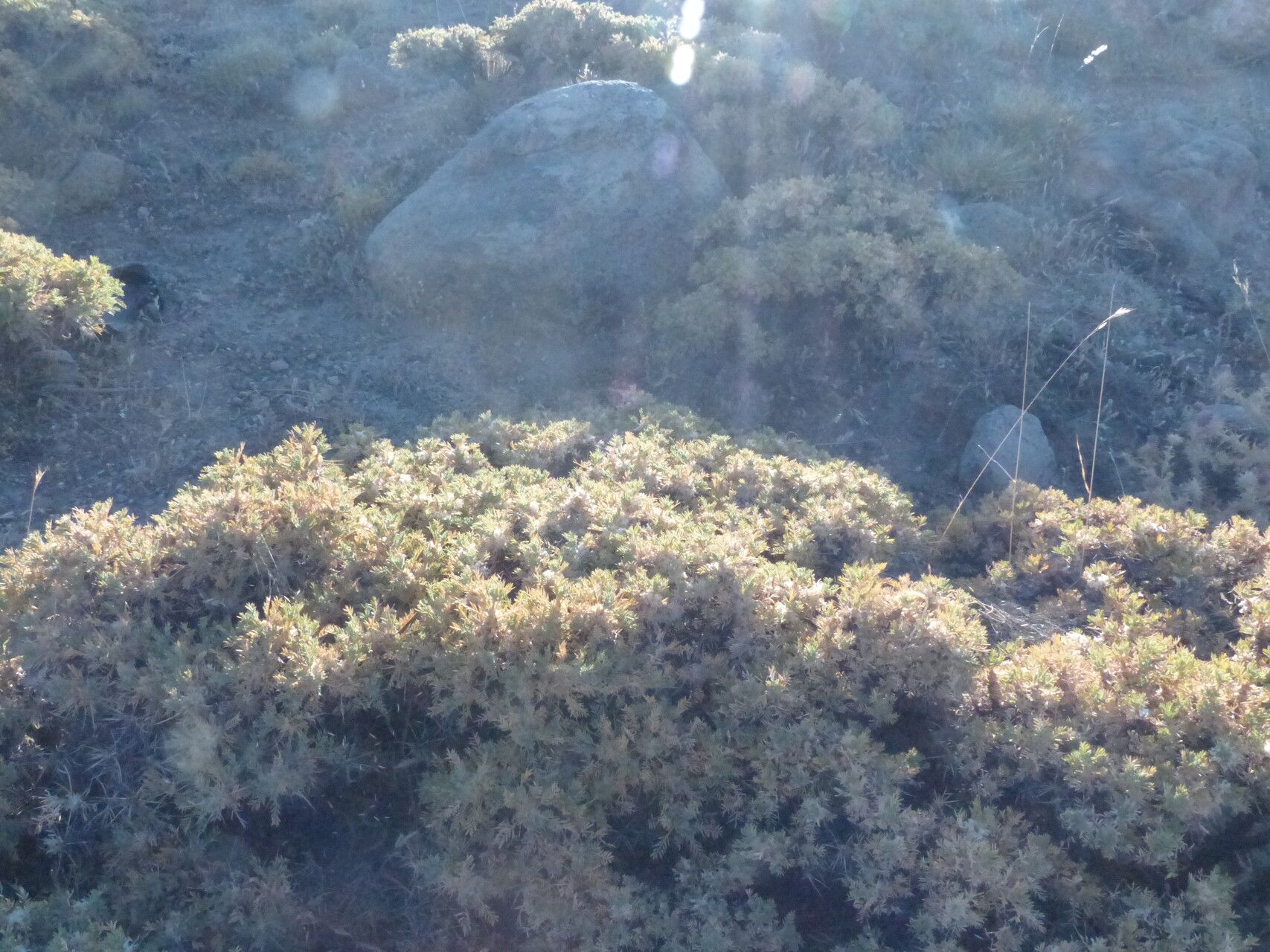 Astragalus iranicus flower