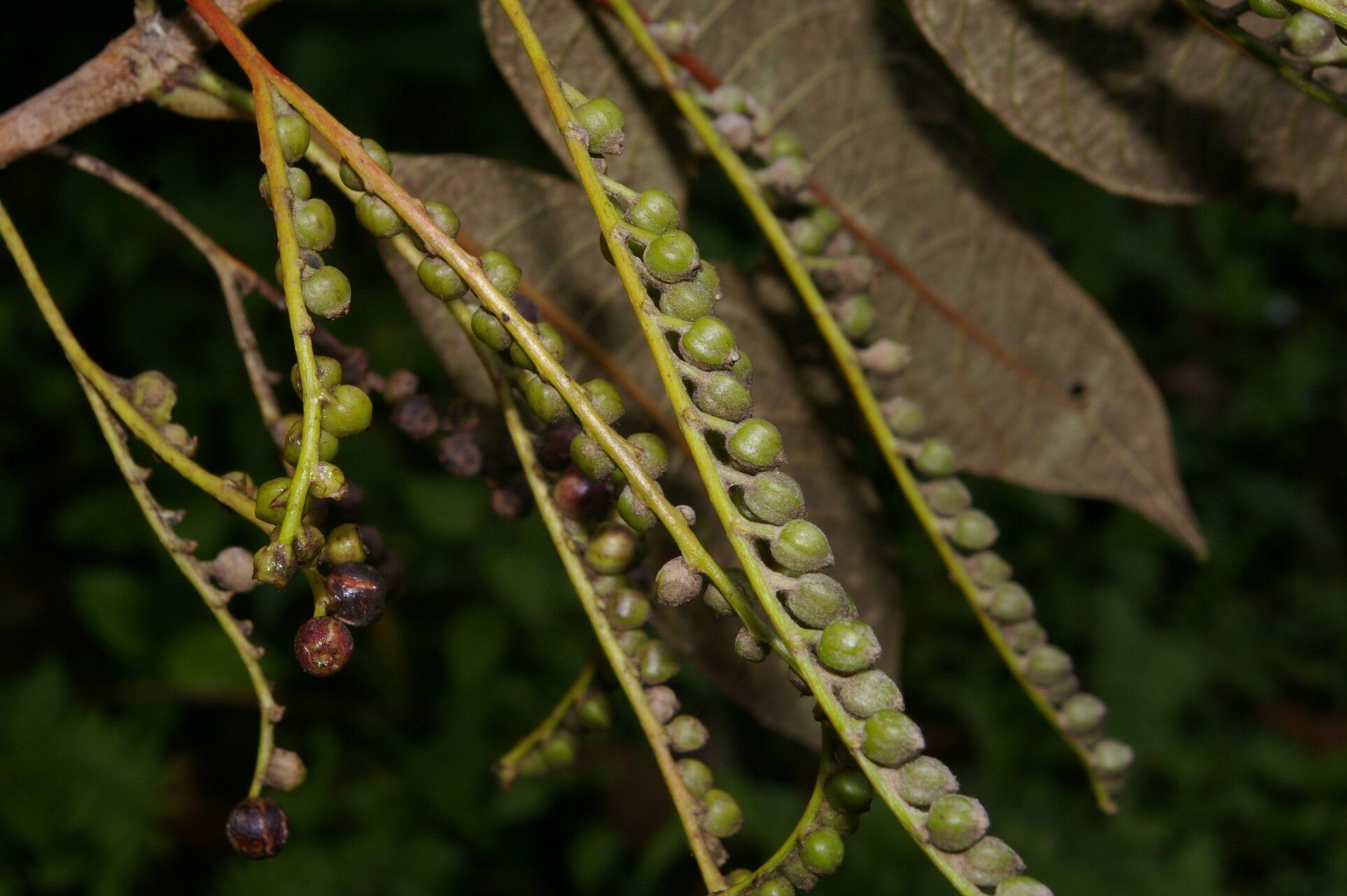 Guettarda tournefortiopsis fruit