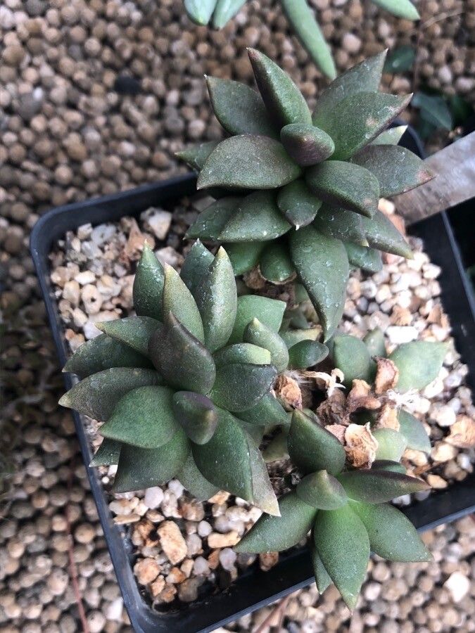 Anacampseros subnuda leaf