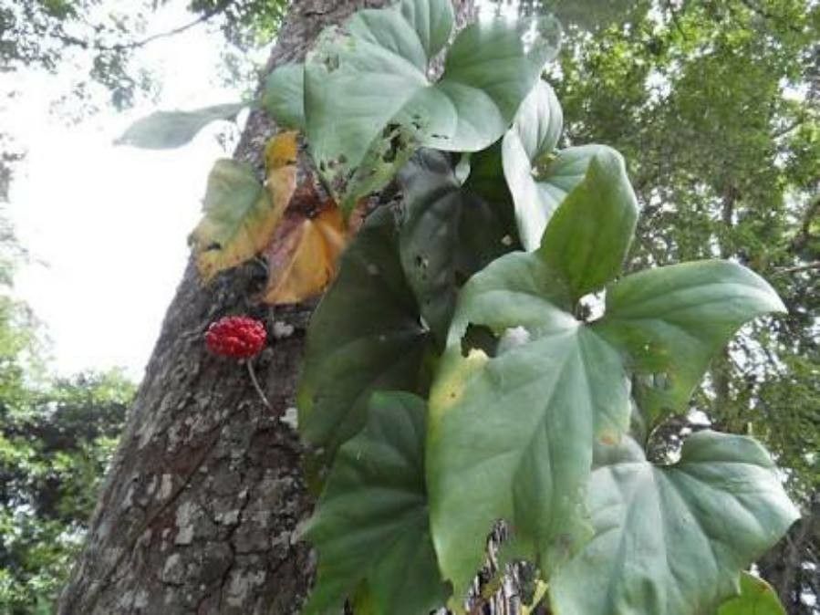 Cercestis afzelii flower