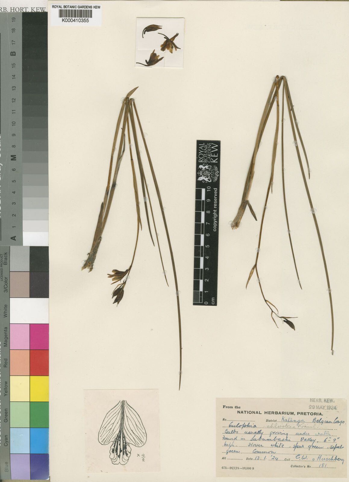 Eulophia chlorotica — houseplant care guide