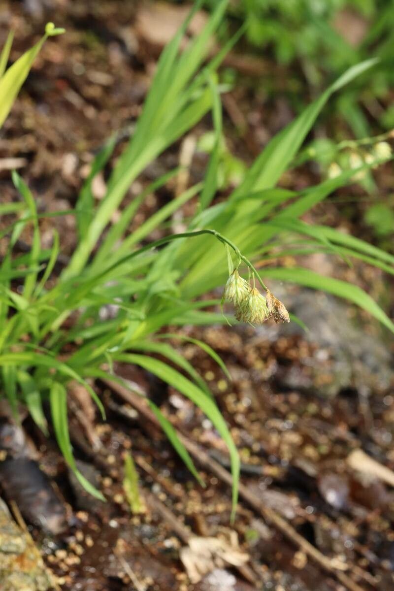 Carex podogyna flower