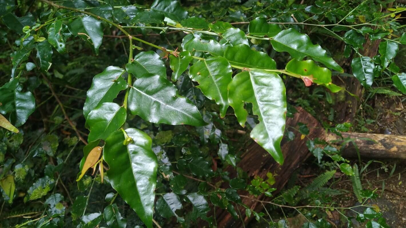 Phyllanthus koghiensis — houseplant care guide