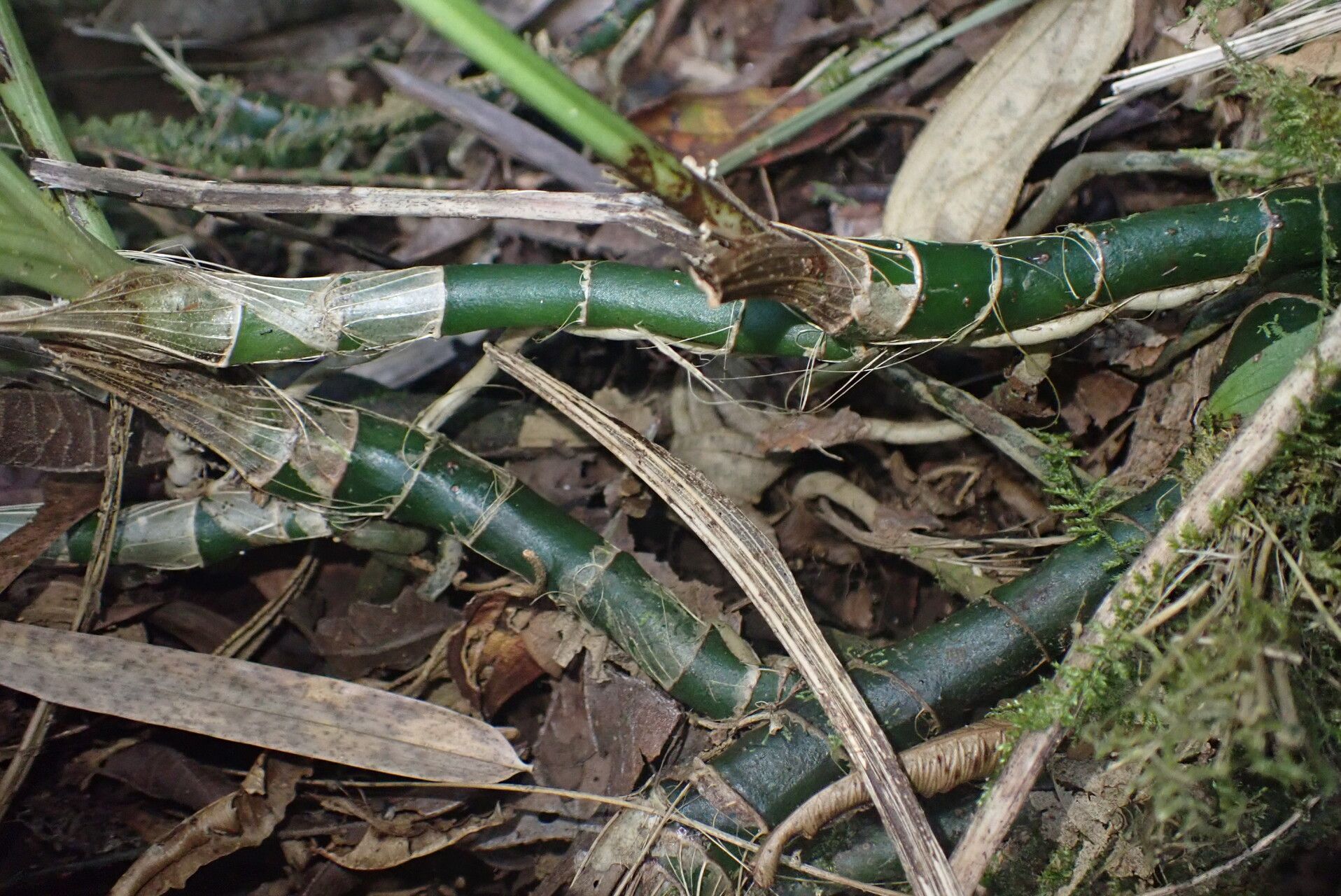 Calanthe tuberculosa habit