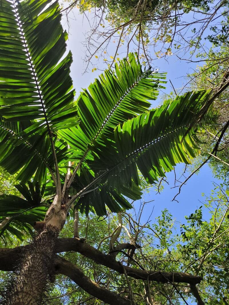Aiphanes minima leaf