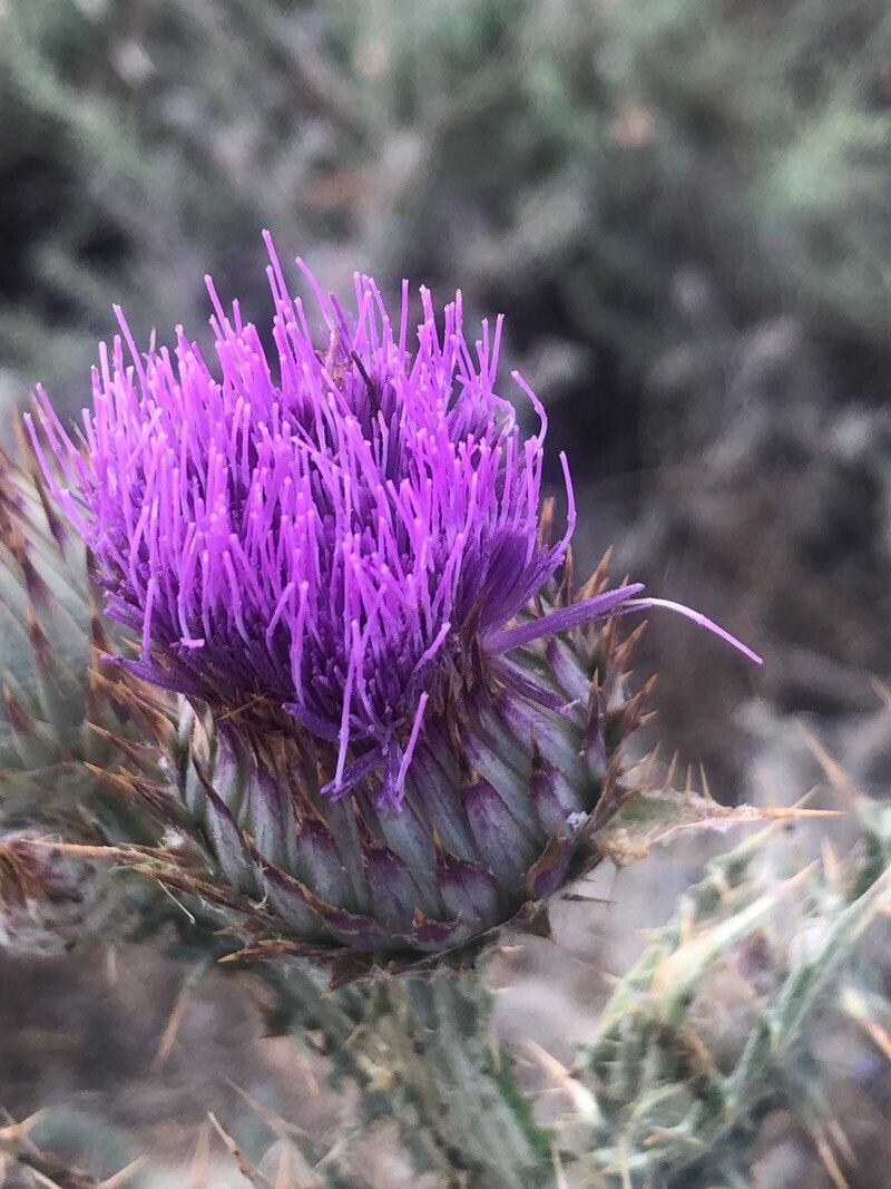 Onopordum nervosum flower