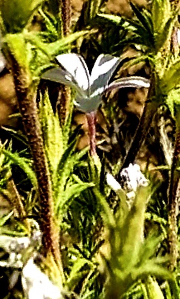 Linanthus pungens — search result for 'Phlox'