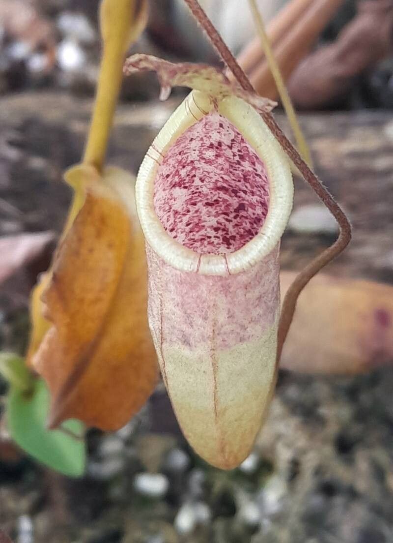 Nepenthes minima — search result for 'Nepenthes'