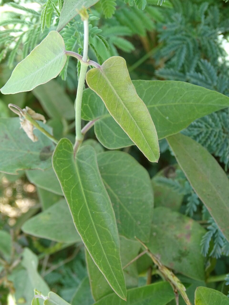 Vigna unguiculata leaf
