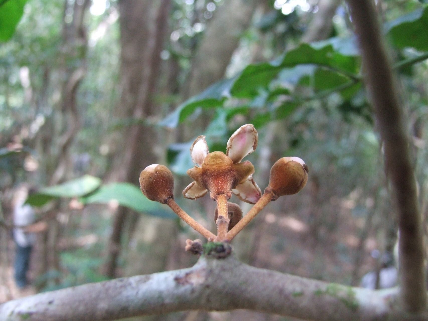 Eugenia paludosa fruit