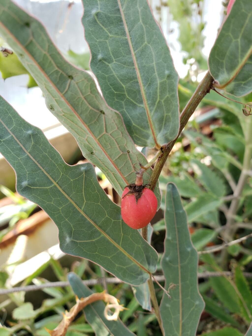 Adenia repanda fruit