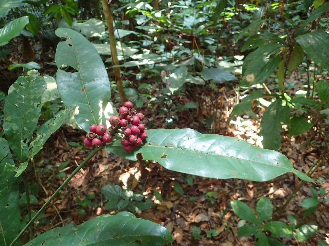 Pavetta kasaica — houseplant care guide