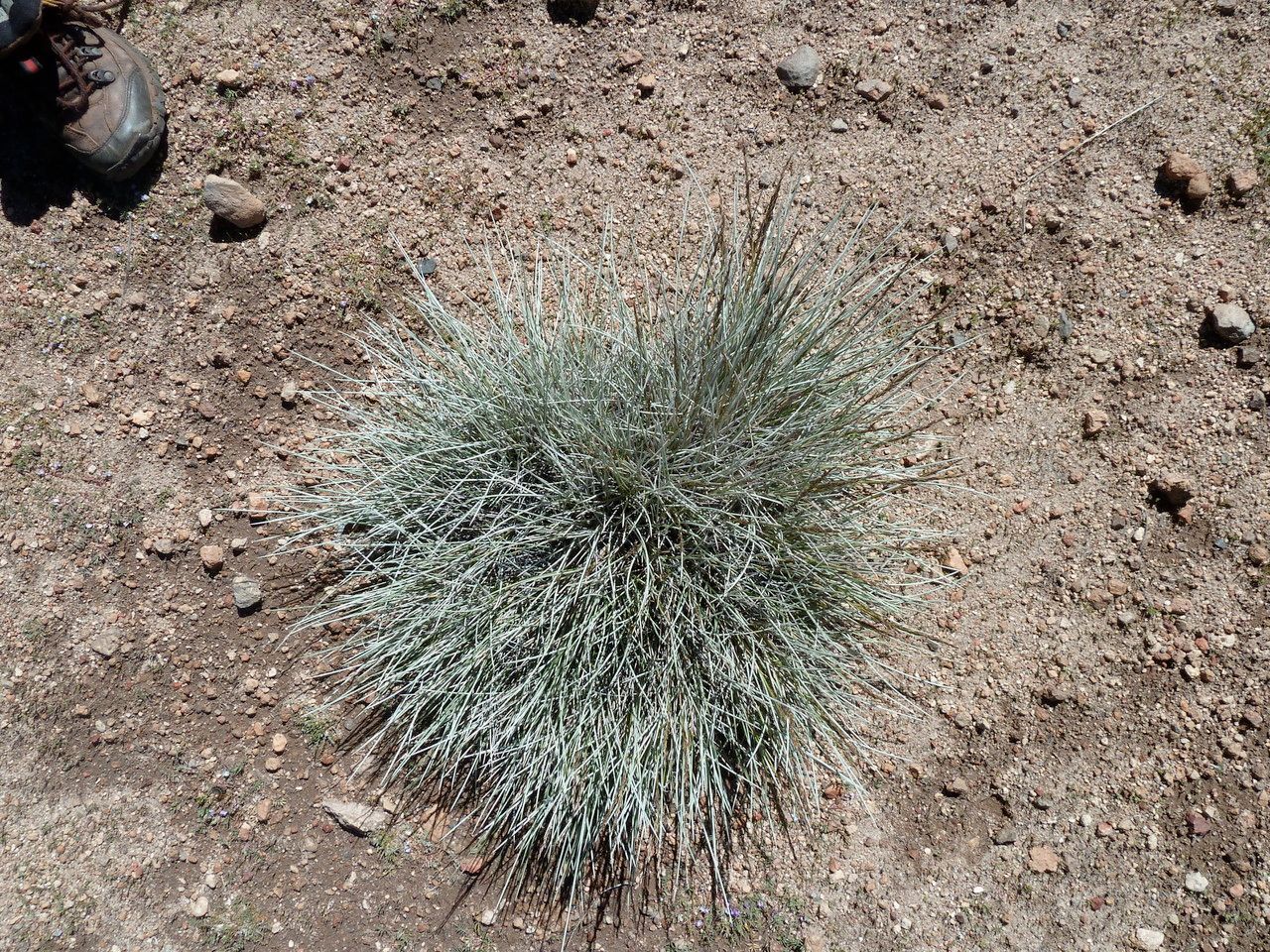 Festuca chrysophylla leaf