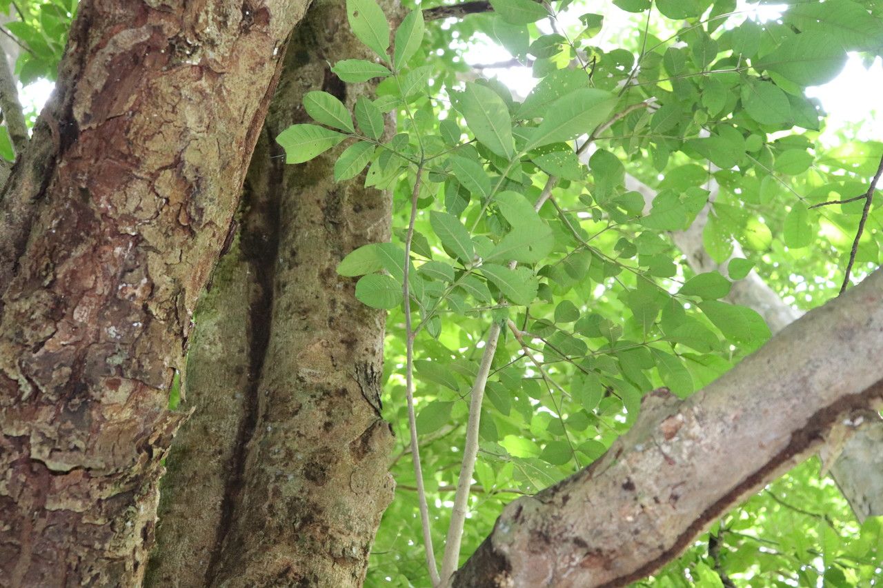 Trichilia martiana bark