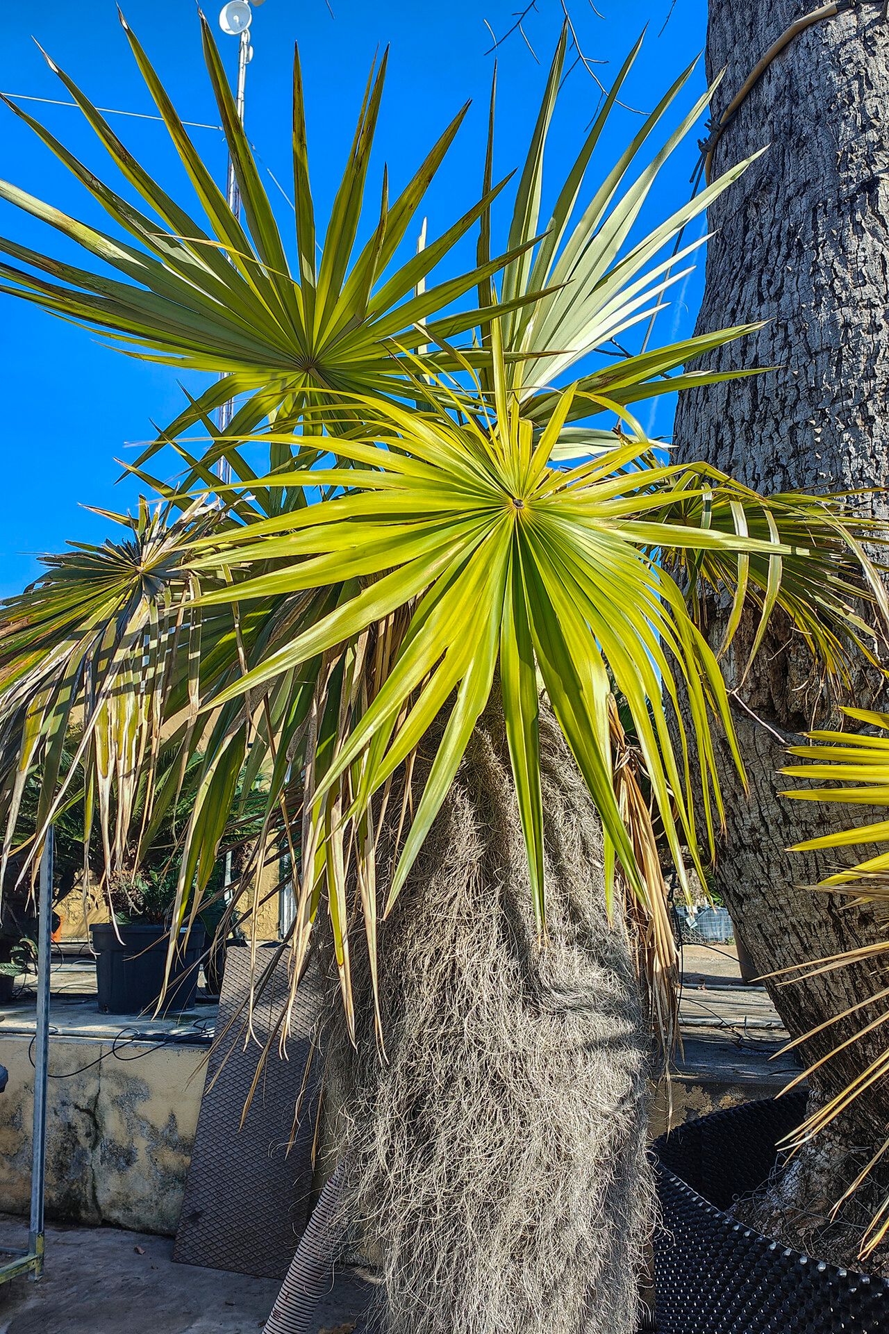 Coccothrinax argentata habit