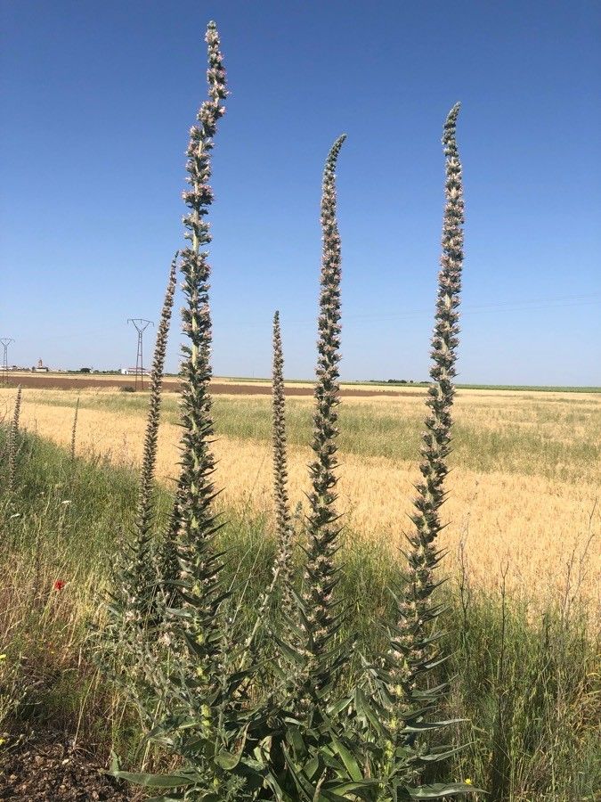 Echium boissieri flower