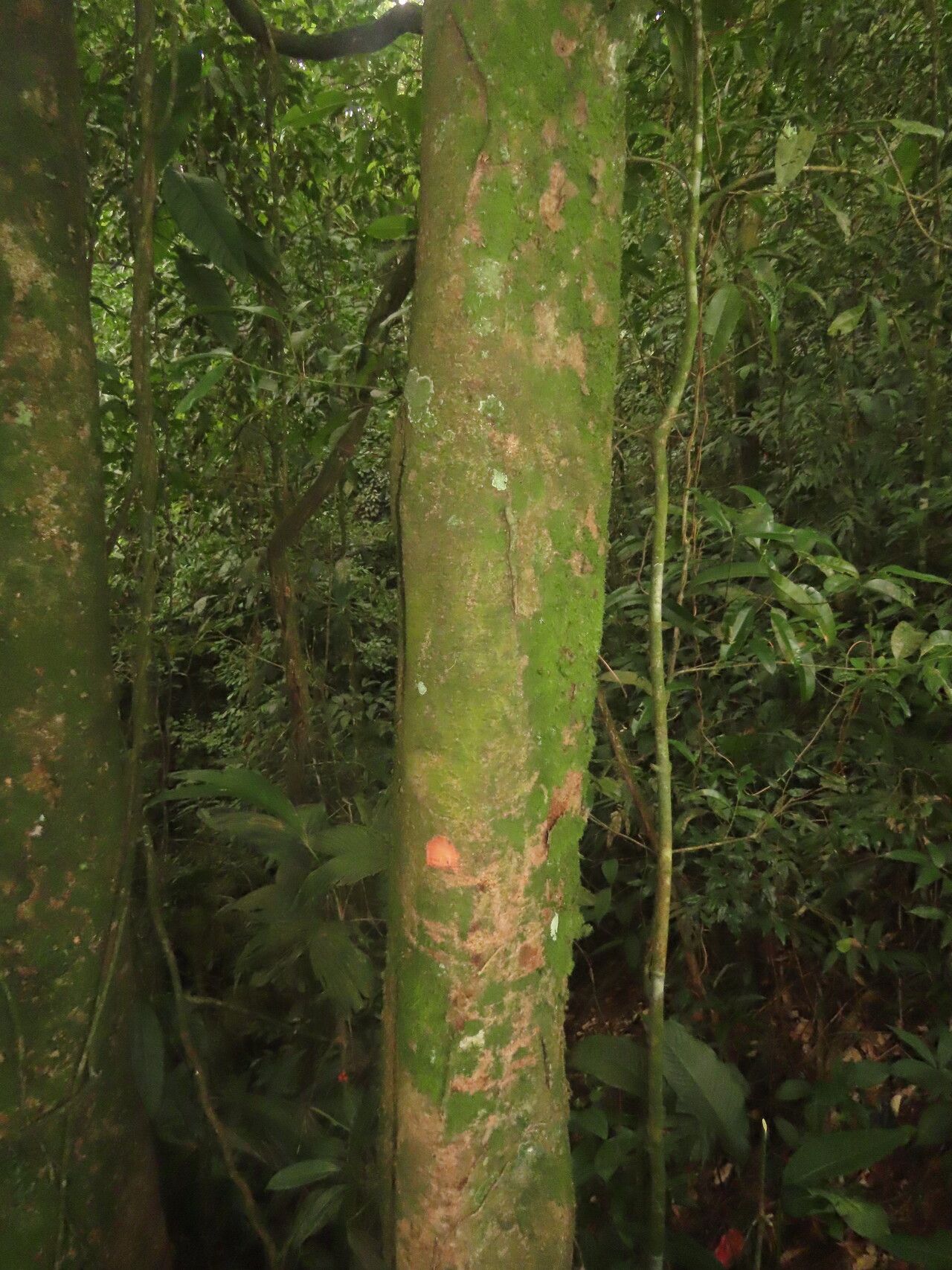 Protium brenesii bark